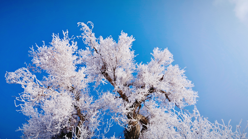 大雪飄然而至，似天仙散花，世界銀裝素裹。