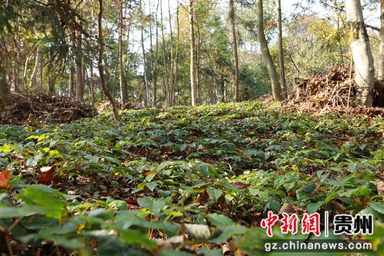 剑河县太拥镇柳落村中药材基地种植的淫羊藿。杨元红 摄 剑河县太拥镇柳落村中药材基地种植的淫羊藿。杨元红 摄