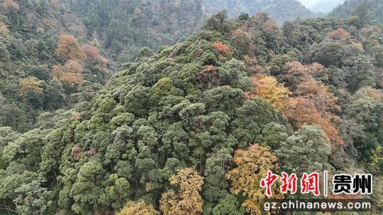 剑河县百里阔叶林区。杨元红 摄 剑河县百里阔叶林区。杨元红 摄