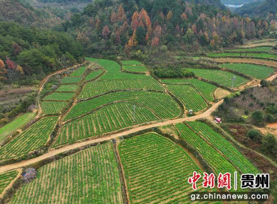 濛江街道山河村百亩“秋洋芋”试种基地 濛江街道山河村百亩“秋洋芋”试种基地