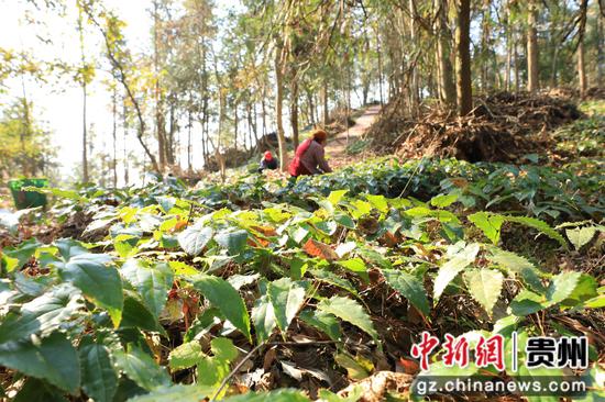 待收的淫羊藿。杨元红 摄 待收的淫羊藿。杨元红 摄