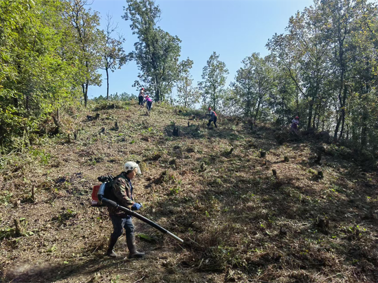 防火道清理现场 防火道清理现场