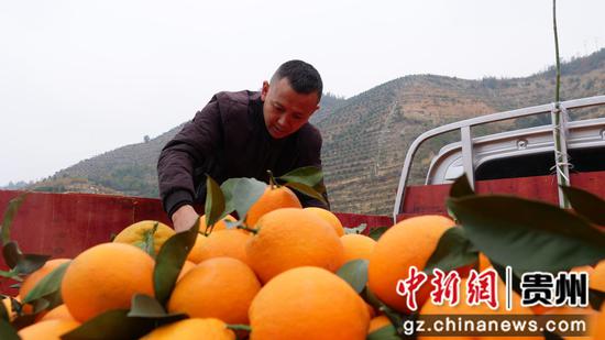 脐橙正在装车。