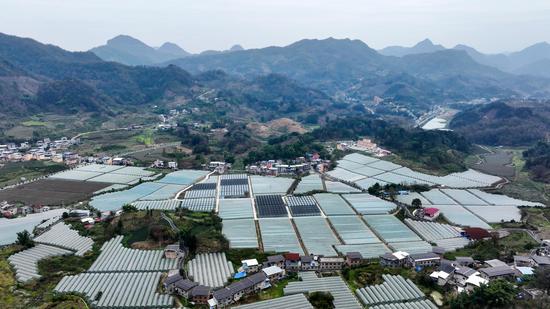逢亭镇床井村蔬菜种植基地