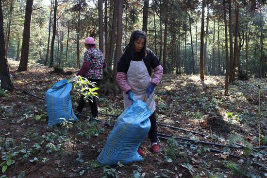 村民给收割后的淫羊藿施有机肥。(习水融媒供图) 村民给收割后的淫羊藿施有机肥。(习水融媒供图)