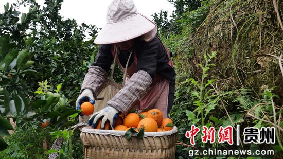 果农正在采摘脐橙。