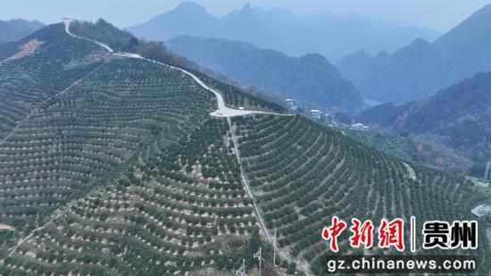 龙坪镇顶访村铭福脐橙种植基地。