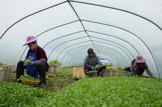 平坝县猫场镇小菜系列基地