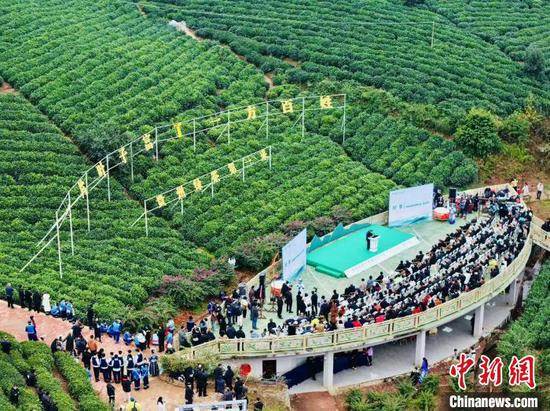 1月1日，全国早茶大会暨2025年“贵州绿茶”第一采活动现场。肖育文 摄