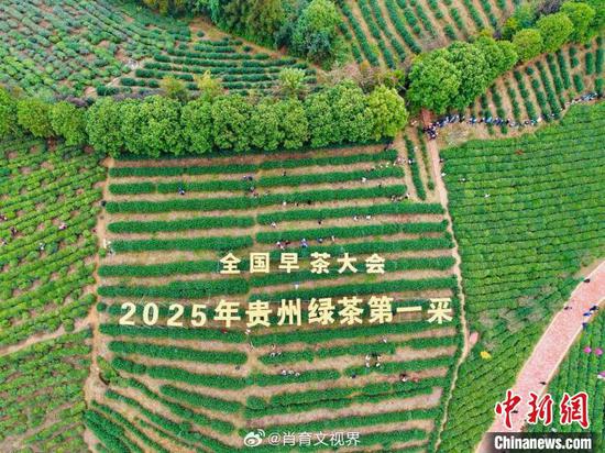 1月1日，普安县茶源街道联盟村茶神谷茶园。肖育文 摄