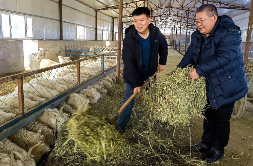 1月1日，察布查尔县农业农村局驻克其克博拉村工作队第一书记樊泰山（右）与养殖业主赵有利（左）一起为绒山羊补充饲草。华岩明摄
