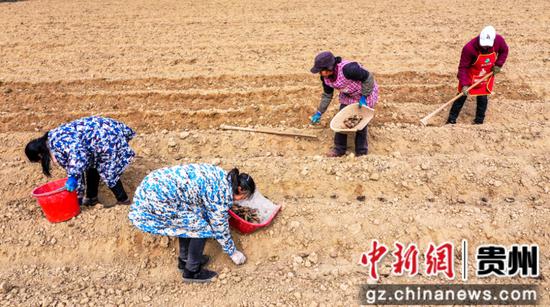 基地里一派繁忙的冬种景象 基地里一派繁忙的冬种景象