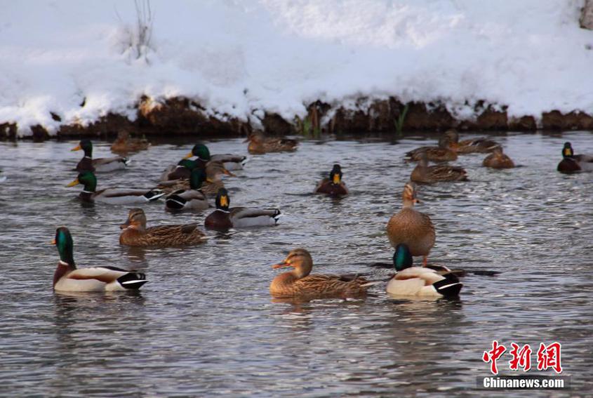 烏魯木齊市水磨河：游人觀賞水鳥成風(fēng)景