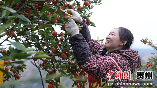 工人在桔园务工。 工人在桔园务工。