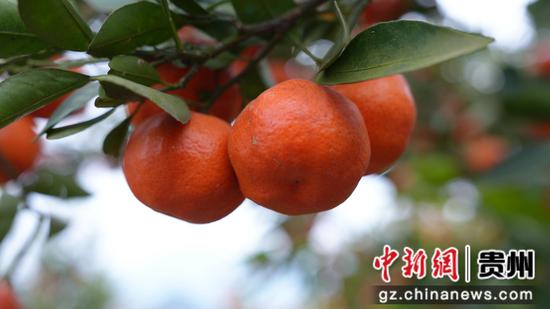 个大饱满的金钱桔。 个大饱满的金钱桔。