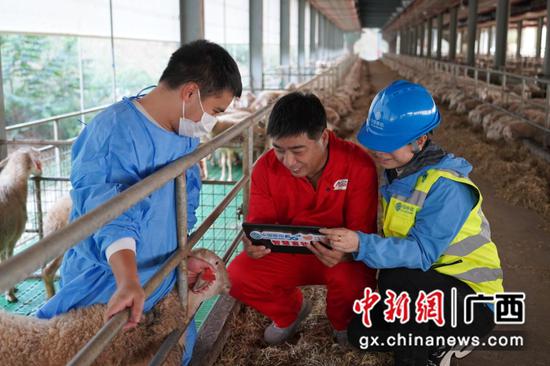 养殖人员使用5G智慧畜牧终端查看羊只养殖数据。林峰 摄
