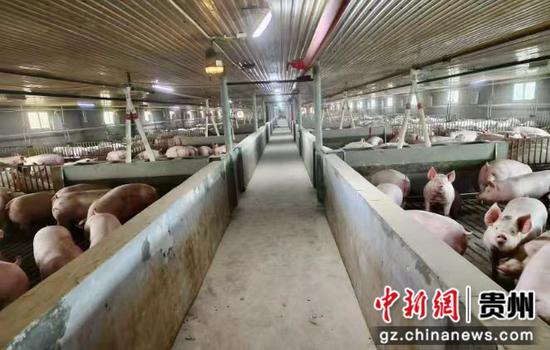 生猪育肥场 生猪育肥场