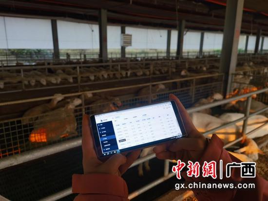养殖场工作人员通过手机随时查看羊只情况。林峰 摄