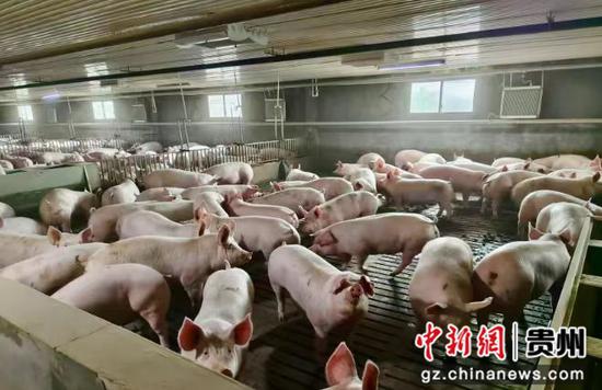 成群生猪在干净整洁的猪舍内悠闲进食 成群生猪在干净整洁的猪舍内悠闲进食