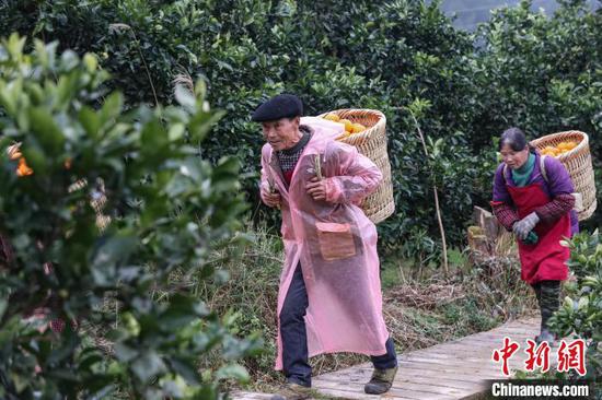 1月8日,工人在贵州省铜仁市德江县潮砥镇新华脐橙园区转运采摘的脐橙。中新社记者 瞿宏伦 摄 1月8日,工人在贵州省铜仁市德江县潮砥镇新华脐橙园区转运采摘的脐橙。中新社记者 瞿宏伦 摄