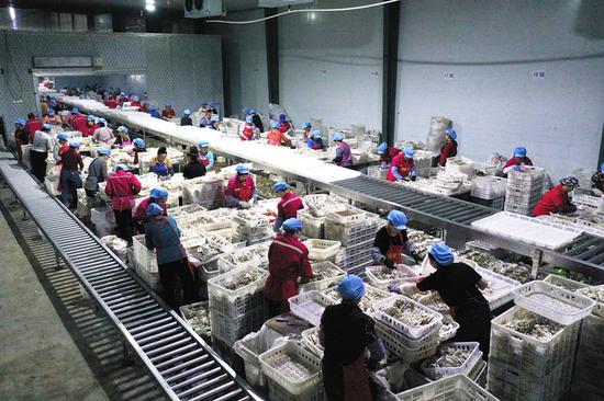 工人在剑河县食用菌产业园内的贵州顺诚生物科技有限公司车间作业。杨家孟 摄