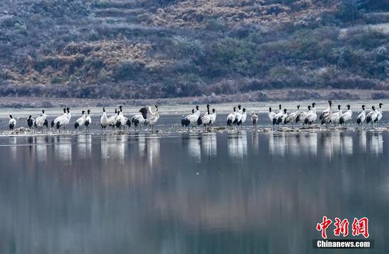 图为在威宁草海拍摄的黑颈鹤。 图为在威宁草海拍摄的黑颈鹤。