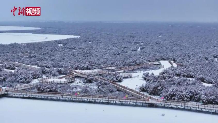 新疆阿克蘇：雪后紅柳“朵朵白絮”美如畫(huà)