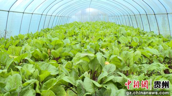 蔬菜大棚里长势喜人的蔬菜。 蔬菜大棚里长势喜人的蔬菜。