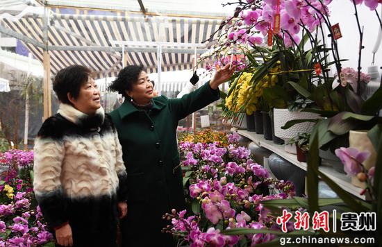 1月14日，在贵阳市南明区贵钢花鸟市场内，市民正选购花卉。