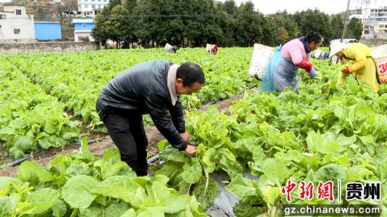 白岩镇高管村蔬菜种植基地,村民们正熟练地采摘着成熟的白菜苔。 白岩镇高管村蔬菜种植基地,村民们正熟练地采摘着成熟的白菜苔。