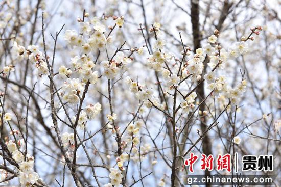 梅花盛开，洁白如雪。陈龙摄