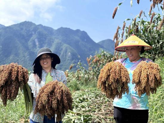农户拿着颗粒饱满、色泽红润的红粮穗，满心欢喜。