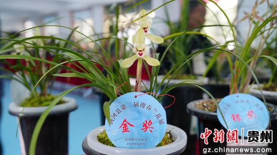 剑河县兰花展上展出的兰花。罗峥铭 摄