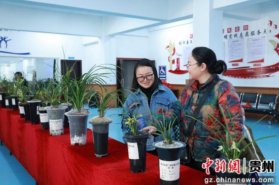 市民们正在观赏兰花。张碧桃 摄