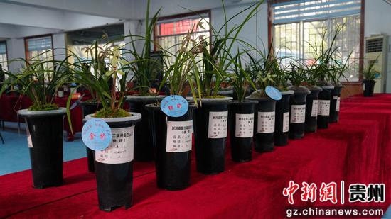 剑河县兰花展上展出的兰花。罗峥铭 摄
