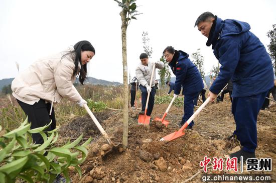2月5日，贵阳市南明区组织干部职工在永乐乡石塘村开展植树活动。