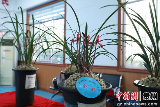 剑河县兰花展上展出的兰花。罗峥铭 摄