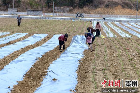 群众正在进行辣椒移栽、覆膜等作业 群众正在进行辣椒移栽、覆膜等作业