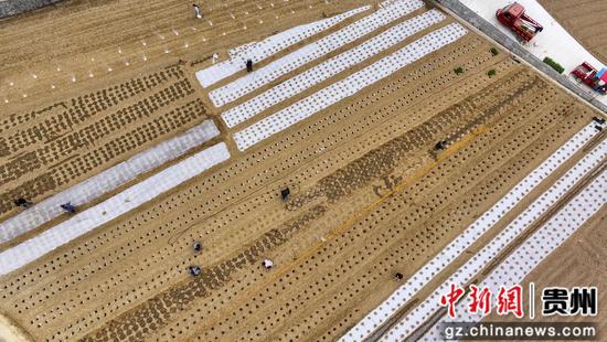 罗甸县边阳镇兴隆村早春蔬菜种植现场 罗甸县边阳镇兴隆村早春蔬菜种植现场