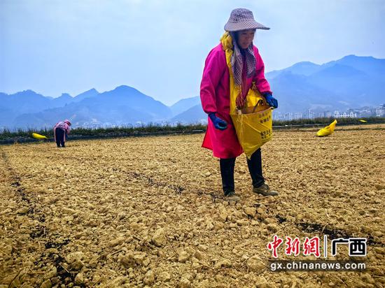 图为烟农正在田间施肥。牙利润   摄