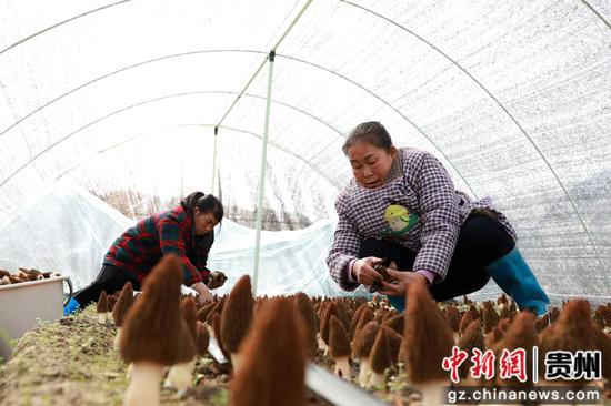 工人正在采收羊肚菌。张碧桃 摄 工人正在采收羊肚菌。张碧桃 摄