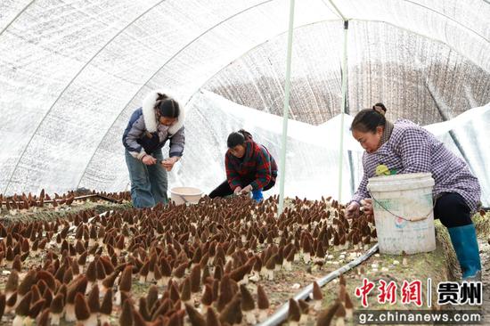 工人正在采收羊肚菌。张碧桃 摄 工人正在采收羊肚菌。张碧桃 摄