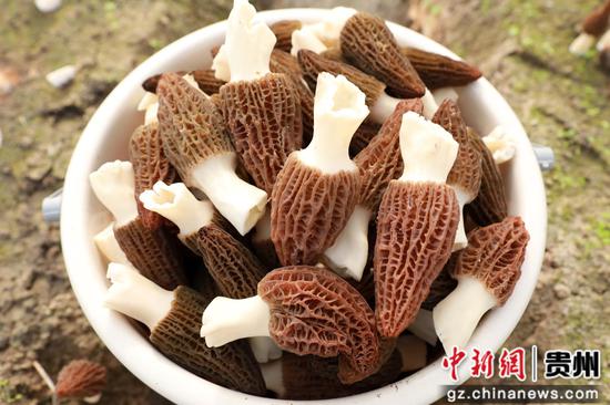 剑南农科技有限公司种植的羊肚菌。张碧桃 摄 剑南农科技有限公司种植的羊肚菌。张碧桃 摄