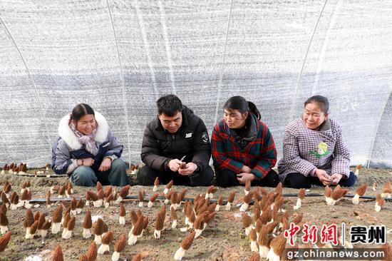 技术员在给工人讲解羊肚菌采摘技巧。张碧桃 摄 技术员在给工人讲解羊肚菌采摘技巧。张碧桃 摄