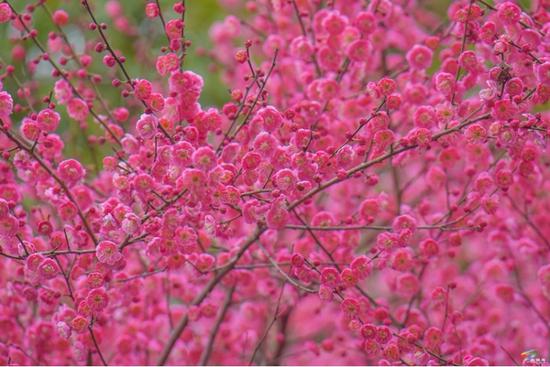 松桃:梅花盛开 尽享春日浪漫 松桃:梅花盛开 尽享春日浪漫