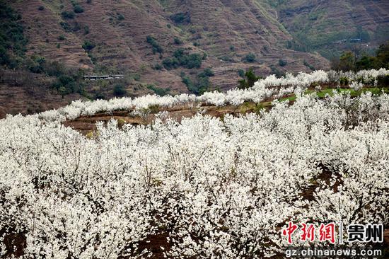 六盘水水城区发耳镇万亩樱桃花开