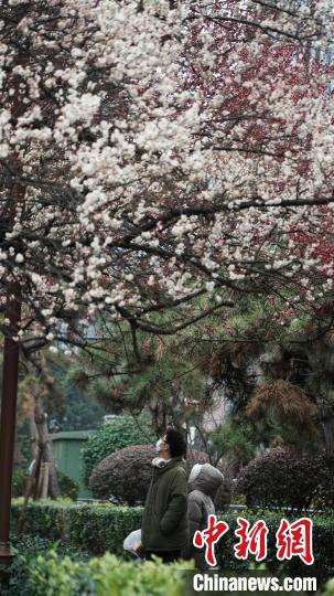 2月23日,贵阳市甲秀楼附近的梅花竞相绽放,粉白相间的梅花缀满枝头,散发出阵阵淡雅的清香,吸引不少市民游客赏梅拍照。周燕玲 摄