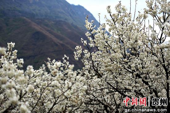 六盘水水城区发耳镇万亩樱桃花开