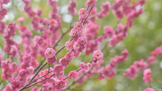 松桃一公园梅花盛开 松桃一公园梅花盛开