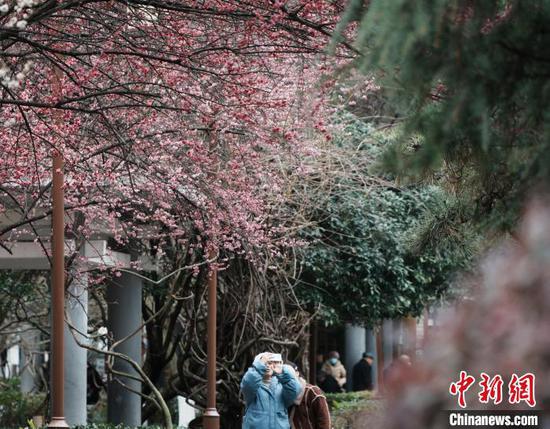 2月23日,贵阳市甲秀楼附近的梅花竞相绽放,粉白相间的梅花缀满枝头,散发出阵阵淡雅的清香,吸引不少市民游客赏梅拍照。周燕玲 摄